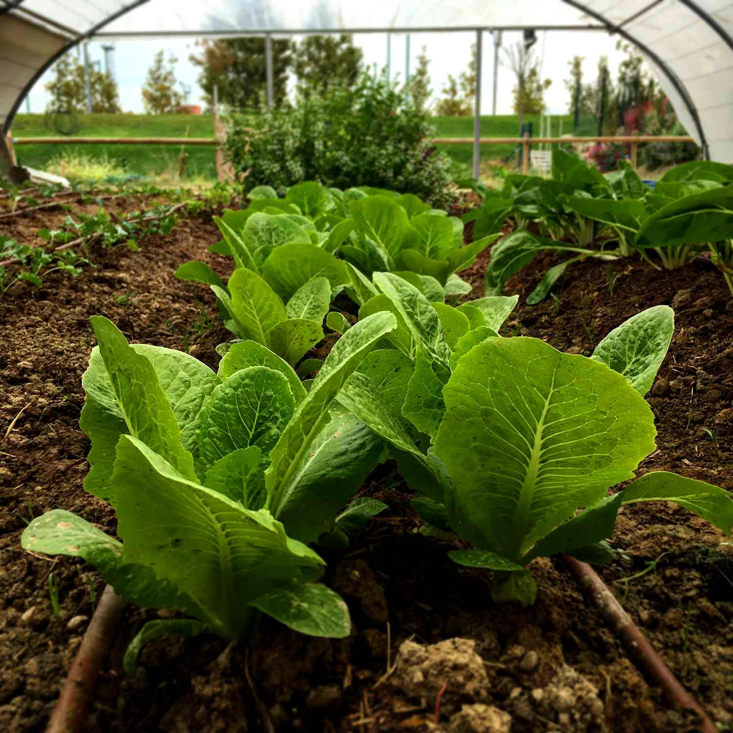 Agricultura Ecológica